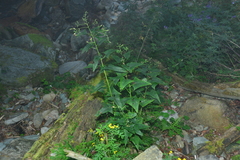 Parasenecio nokoensis