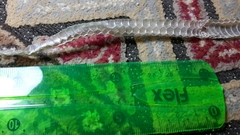 Psammophis schokari