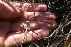 Siphocodon spartioides