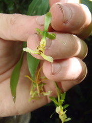 Epidendrum rhaibogyrum
