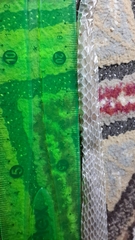 Psammophis schokari