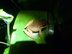 Pristimantis nyctophylax