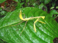 Stagmomantis theophila
