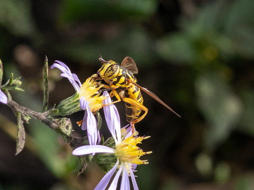 Unknown species found near Donelson, Nashville, TN, USA