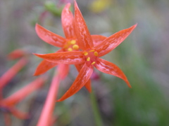 Ipomopsis aggregata aggregata