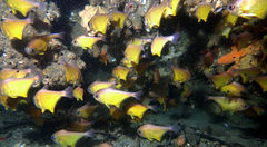 Pempheris affinis