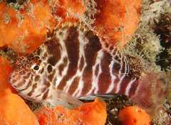 Cirrhitichthys aprinus