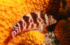 Cirrhitichthys aprinus