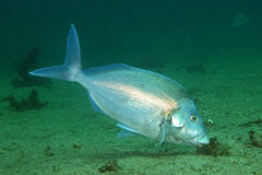 Nemadactylus douglasii