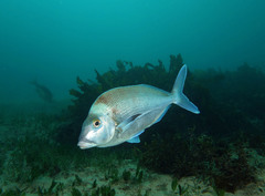 Nemadactylus douglasii