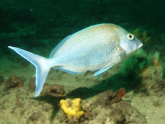 Nemadactylus douglasii