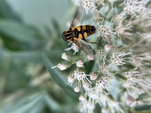 Unknown species found near Mallory Ct, Rolling Meadows, IL, US