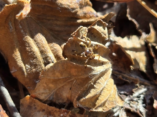 Unknown species found near Otis State Forest, Becket, MA, USA