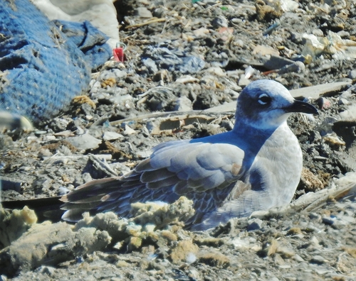 Laughing Gull photographed in Ohio