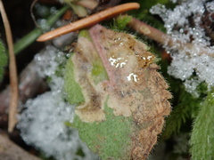 Phytomyza crassiseta