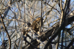 Passer domesticus