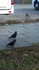 Corvus monedula