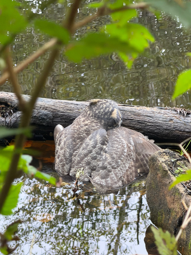 Great Horned Owl photographed in Washington