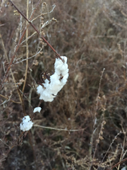 Rhopalomyia giraldii