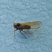Javesella - Photo (c) Bill Keim, some rights reserved (CC BY)