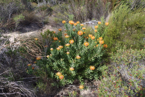 Leucospermum vestitum, photograph 2