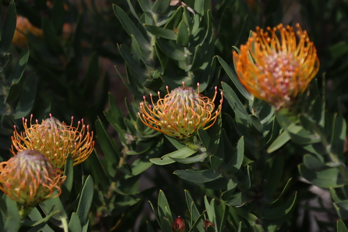 Leucospermum vestitum