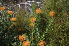 Leucospermum vestitum, photograph (c) Tony Rebelo, some rights reserved (CC BY-SA)