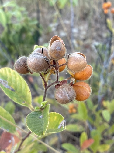 Davilla elliptica