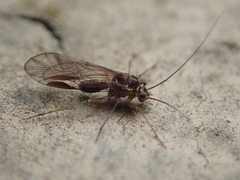Mesopsocus immunis