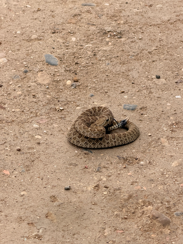 Prairie Rattlesnake
