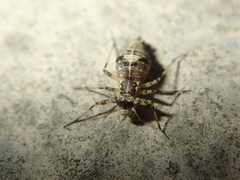Mesopsocus immunis