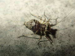 Mesopsocus immunis