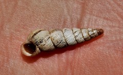 Cochlicella acuta