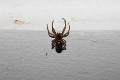 Steatoda maura