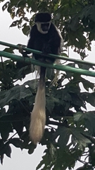 Colobus guereza