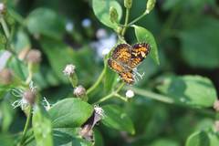 Phyciodes phaon phaon