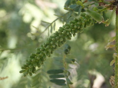 Prosopis articulata