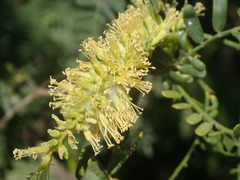 Prosopis articulata