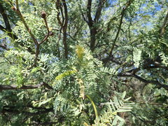 Prosopis articulata