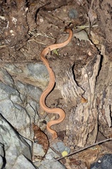 Tropidophis melanurus