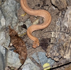 Tropidophis melanurus