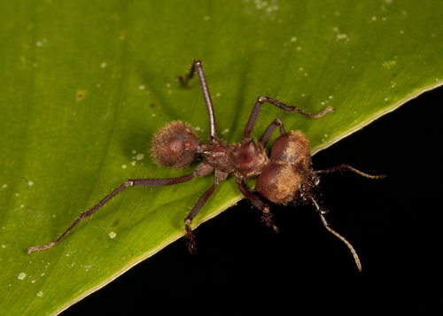 Hairy-headed leafcutter ant