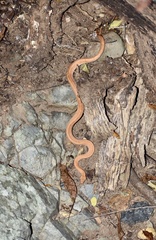Tropidophis melanurus