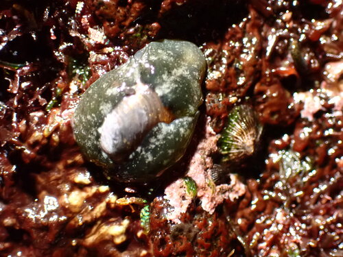 Smaragdinella observed 2025-10-02