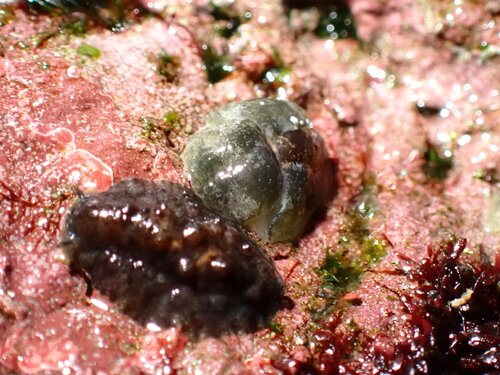Smaragdinella observed 2025-10-02