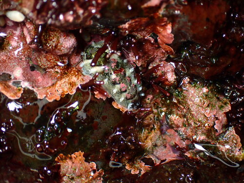 Acanthochiton observed 2025-10-02