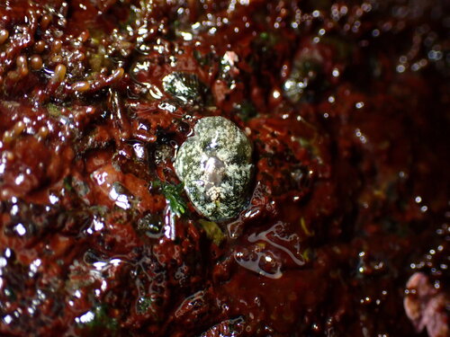 Smaragdinella observed 2025-10-02