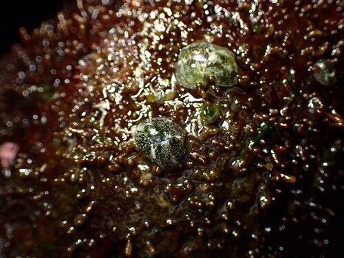 Smaragdinella observed 2025-10-02