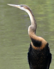 African Darter photo 3