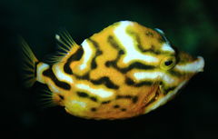 White-Barred Boxfish photo 2